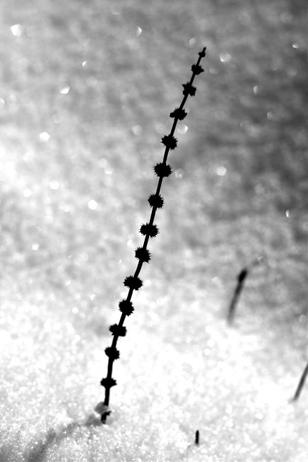 string of black pearls