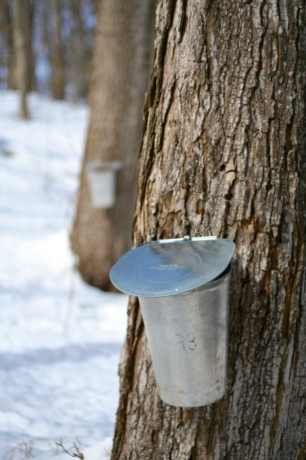 tapping the trees